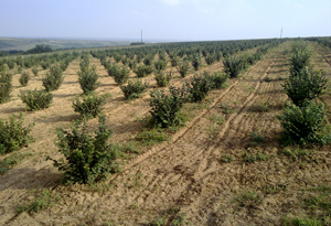 Plantaza lesnika Vidic