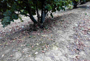 Pogled na stablo lesnika