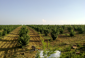 Uredjivanje plantaze
