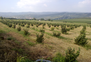 Pogled na plantazu lesnka Vidic