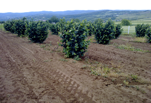 Pogled na plantazu lesnika Vidic