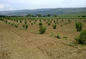 Pogled na plantazu