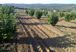 Uredjivanje plantaze