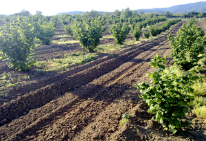 Plantaza lesnika Vidic