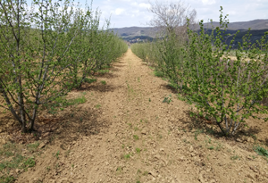 Plantaza lesnika Vidic