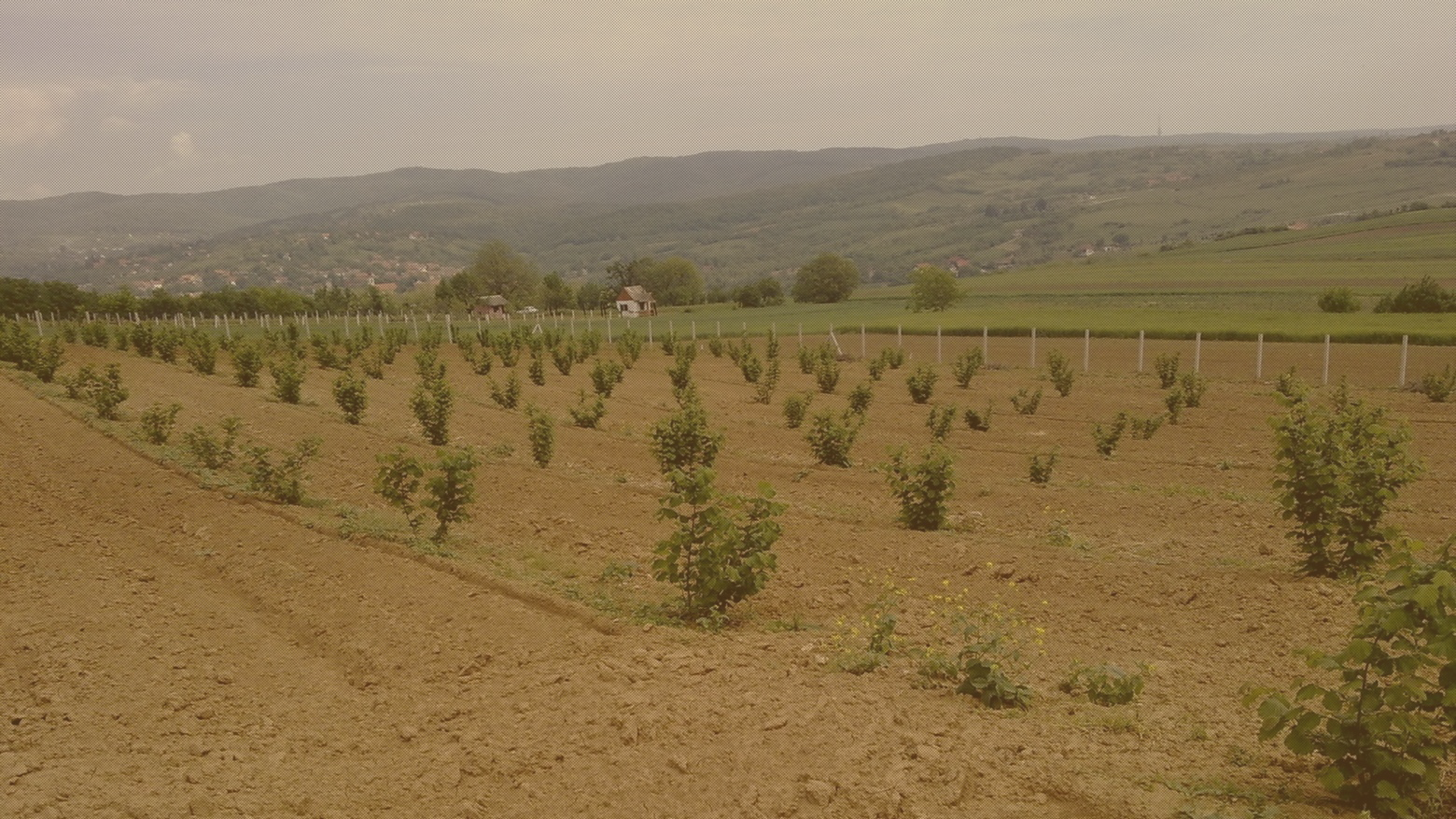 Plantaza Lesnika Vidic